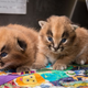 Illustration for article titled So Many Kittens at the Oregon Zoo!